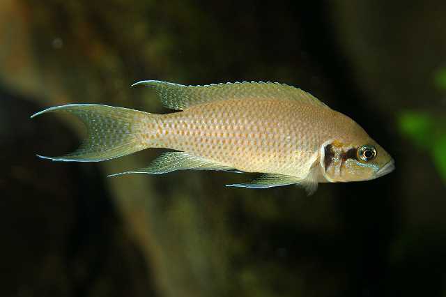 FH_CI_TA_023(Neolamprologus brichardi).JPG